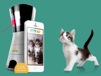  Kittyo �������� ��� �������� ��������� �� ����� �����