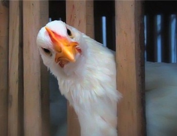 ����� ����� ����������� ����������?