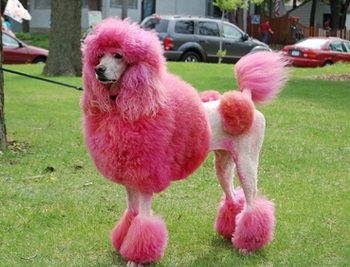 ����� ��������-���������� �������� �������� ��������