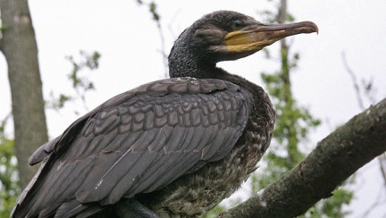 ����� ������� ������� ����� �� ������ � 2015 ����