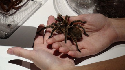 ����� ������ ������������� �������