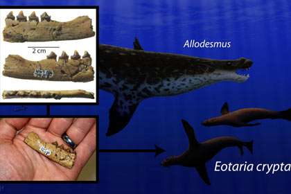 ������ ���������� ���������� ����������� �������� ������