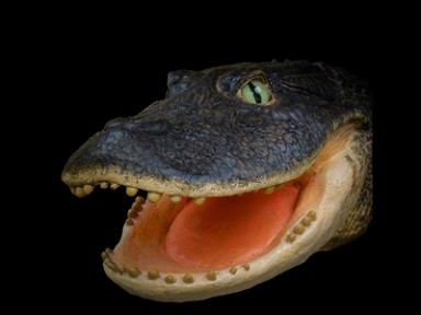 � ���� ���������� �������� �������� ���������� ����������