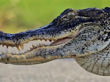 � ����� ����������� ���������� ������������� �������