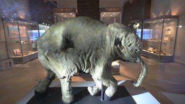 ������: ���� ������ ��� ��������������� ������ �������