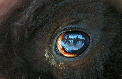 � ����������� ���� �������� ������������ ����� �� ���������� ������