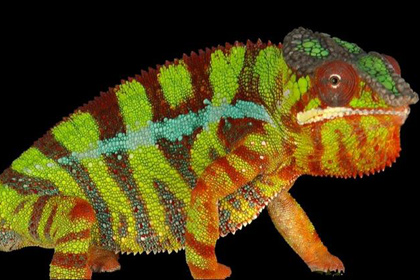 ������ ��������� ����������� ���������� ������ ����