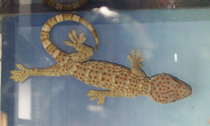 ������ ��������, ����� ������� ���� �������� ��������� �������������