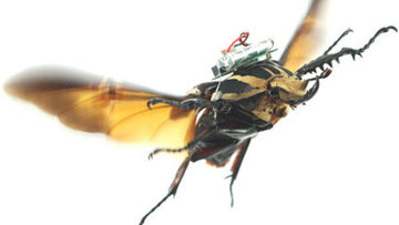 ����������� �����-���� ������� ��������� ������� �������� �������