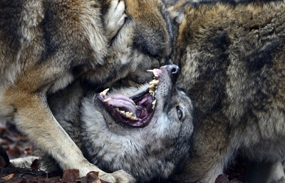 ������ ��������� ����������� ������ ����������� ����� ������ � ������� ���-���������