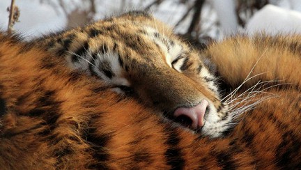 ������ �� ���� ���������� ������� ������ ��������� � �������