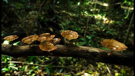 ������ ��������, ������ ��������� ���� ������ �������� � �������