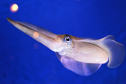 ���� ��������� ��������� ������� ��� �������� ���������