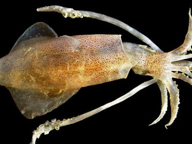 �������� ��������� ������� ������ �� �������� ������� ������� � ������������