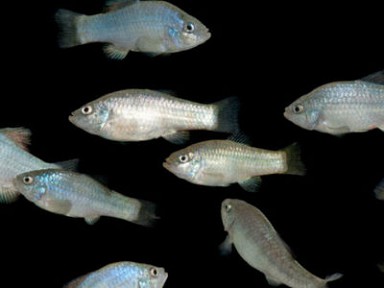 ��������� � �������� ���� ����� ����������� ������� �� ���� �����