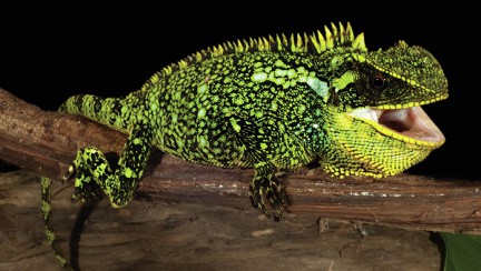 ������� ���������� �����-�������� � ����� �� ������� ���� � ��������