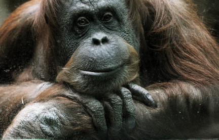 ������ �������� ���������� ������� � �������� ������ ��������