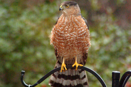 ������ ������� ����� ��������� ����� �� �������