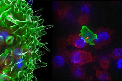 ������ ����� �� ����� ����� �-�������� �� ������� ������