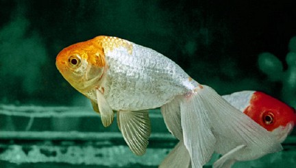 ��������� �������� ������� ���������� ��������