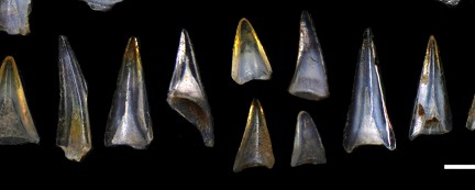 �������� ��� ��� ������� � ���������� ���������� �����������