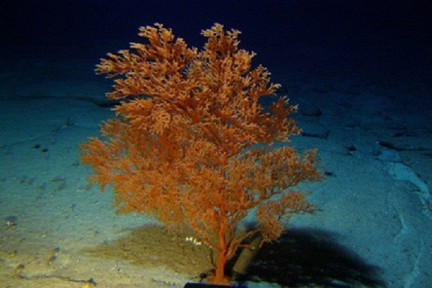 ������ ����� ���������� ����������� ����� ������� ��������