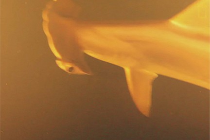 � ������� ������������ ������� ����� ����� ����