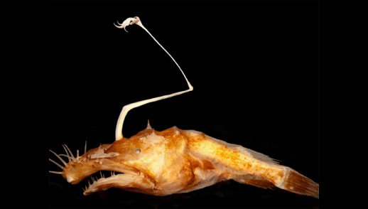 � ������������ �������� ��������� ����� ��� ���������� ������������ �������� �����