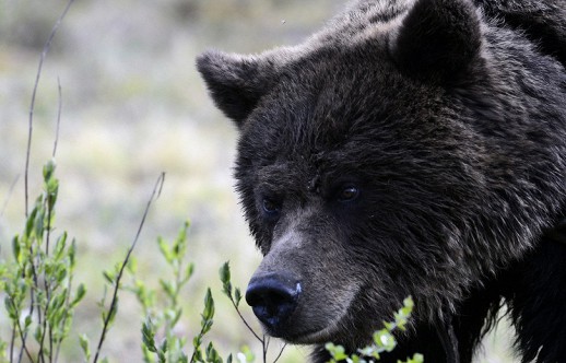 ������ ��������, ����� ���� �� ����� ��� �����