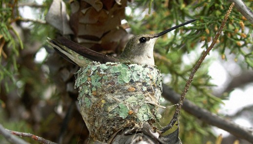 ������� �������� ������� �� ������ ����