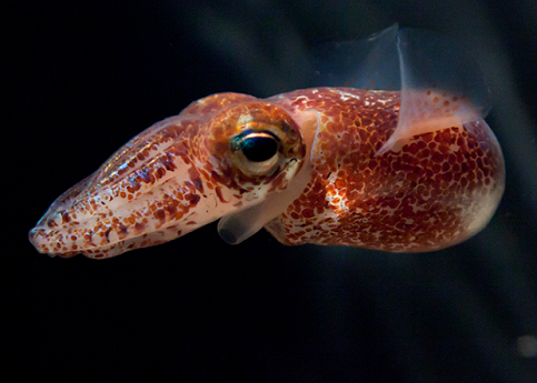 ���������� ��������� ������������ �������� ��� ������ ���