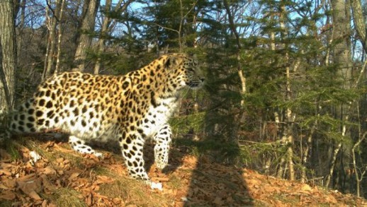 ������ � �������, ������� ������� ���������, ��������� � ��������