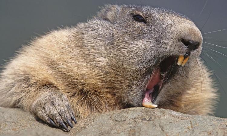 ������� ����� ����� ���������� ����� � ���