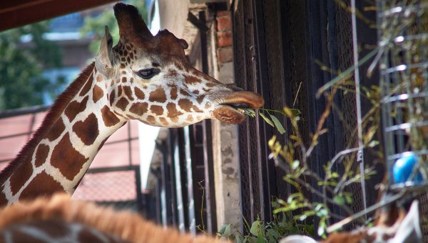 ������ ��������, ��� ������ ���������� ������� ����