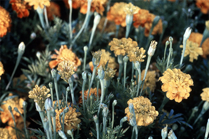 ������������� �������� �������� ��������� ��������-�����