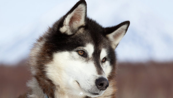 �� �������� ������ ����� ���������� ���������� �����