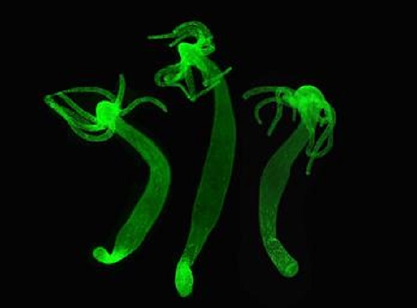 ������ ��������� ����� ������������ �����