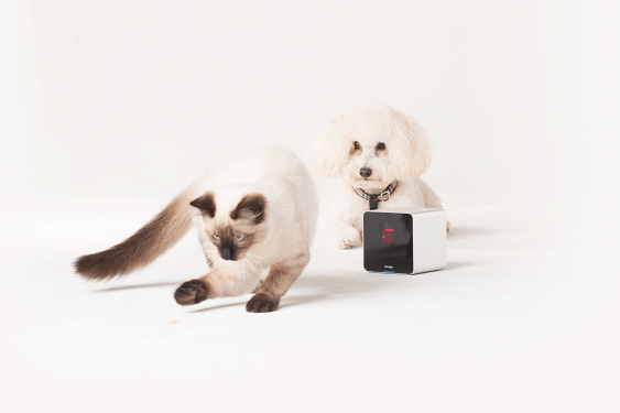 
������ Petcube ��� ��������� ��� � ������� ������� � ������
