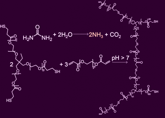 
������ ������� ���� ������������ ��������
