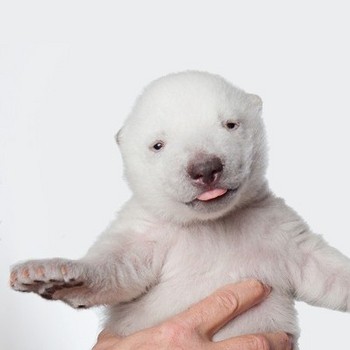 �������������� ���������� ���� ������� ���������