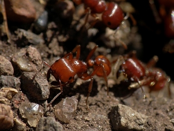 ������� ������� ��������-��������� ������� �� �����