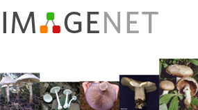 ImageNet � ����� ������ ���������� � ���� ���� ������ ��� ������������� �������