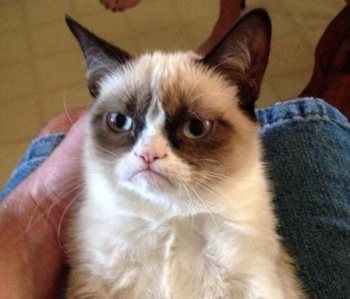 ������� ��� ���� ��������-����� ����