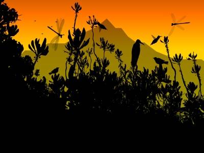 ������� Colibri Screensaver